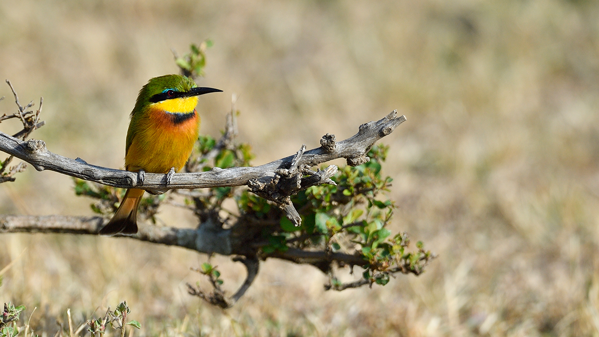 _5RG2126_20180725_083517_1015Masai Mara 2018-1200.jpg