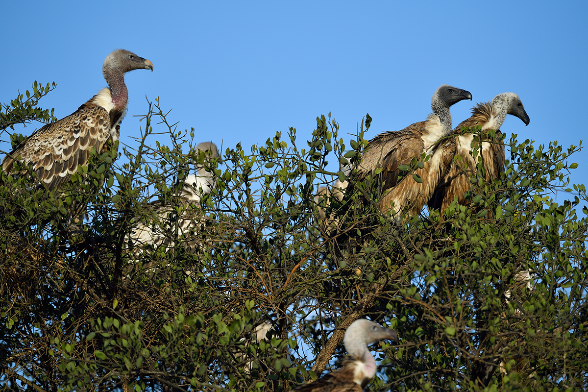 _5RG2129_20180730_074147_5131Masai Mara 2018_6404Masai Mara 2018.jpg