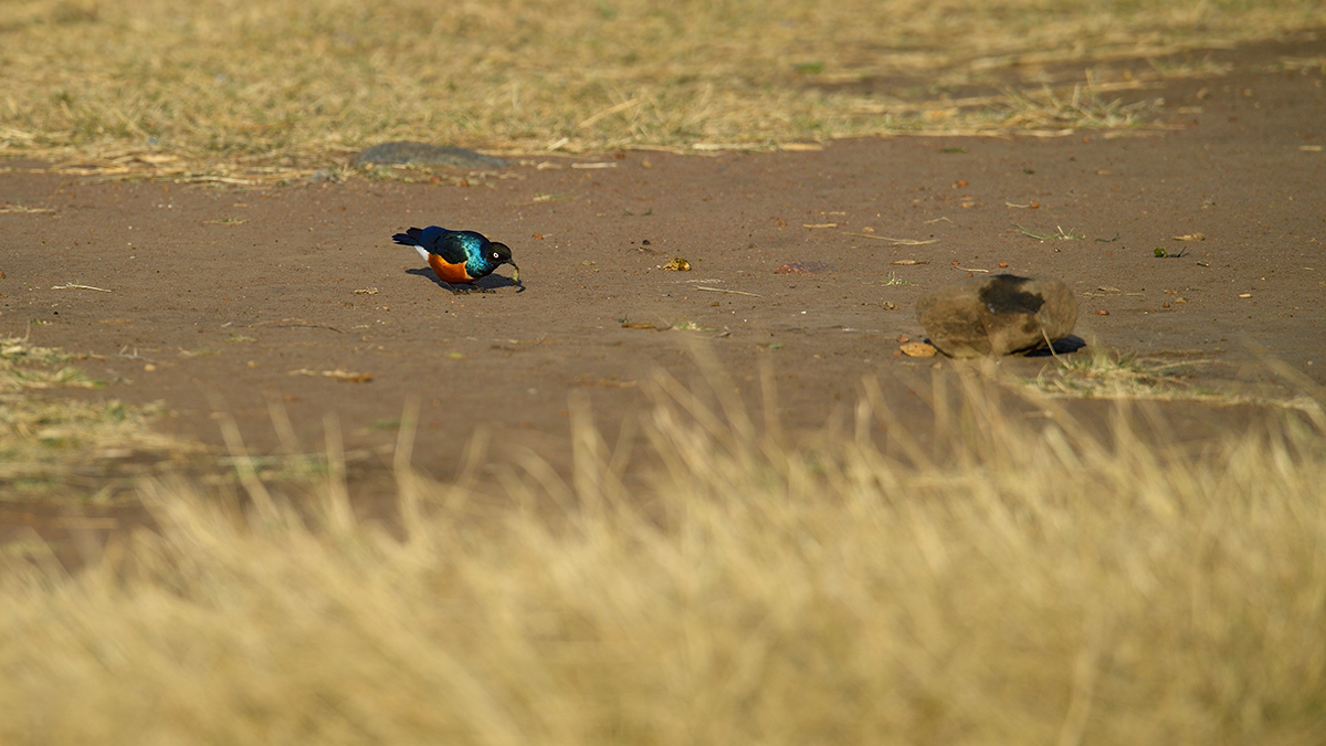 _5RG2137_20180730_074430_5134Masai Mara 2018_6407Masai Mara 2018.jpg