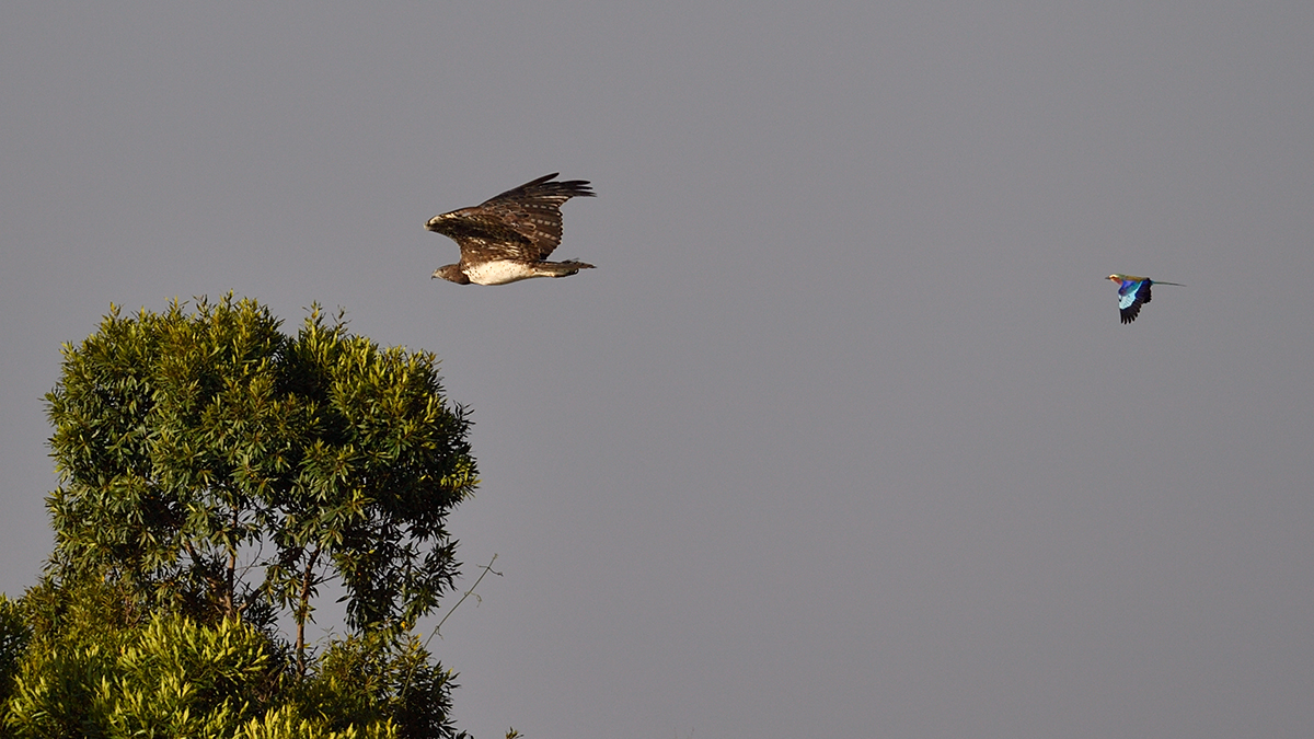 _5RG2147_20180730_075851_5135Masai Mara 2018_6408Masai Mara 2018.jpg