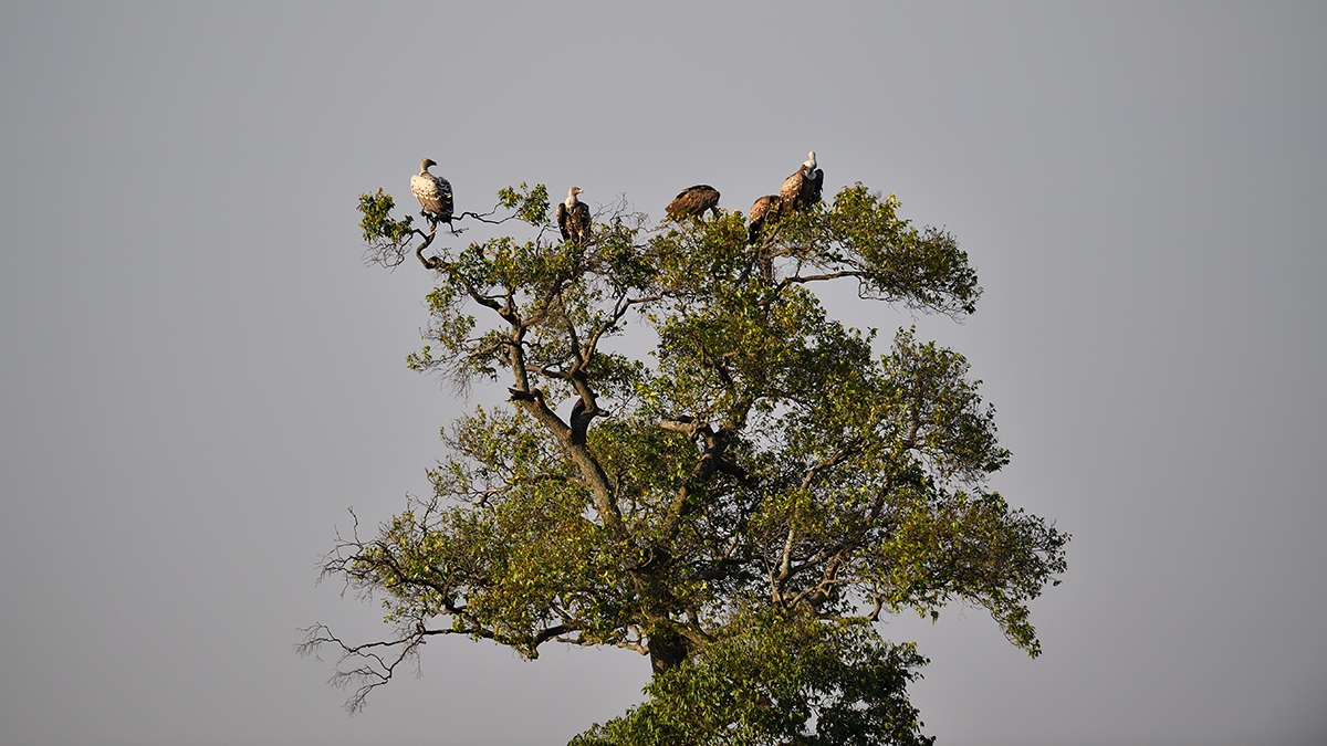 _5RG2148_20180730_075902_5136Masai Mara 2018_6409Masai Mara 2018.jpg
