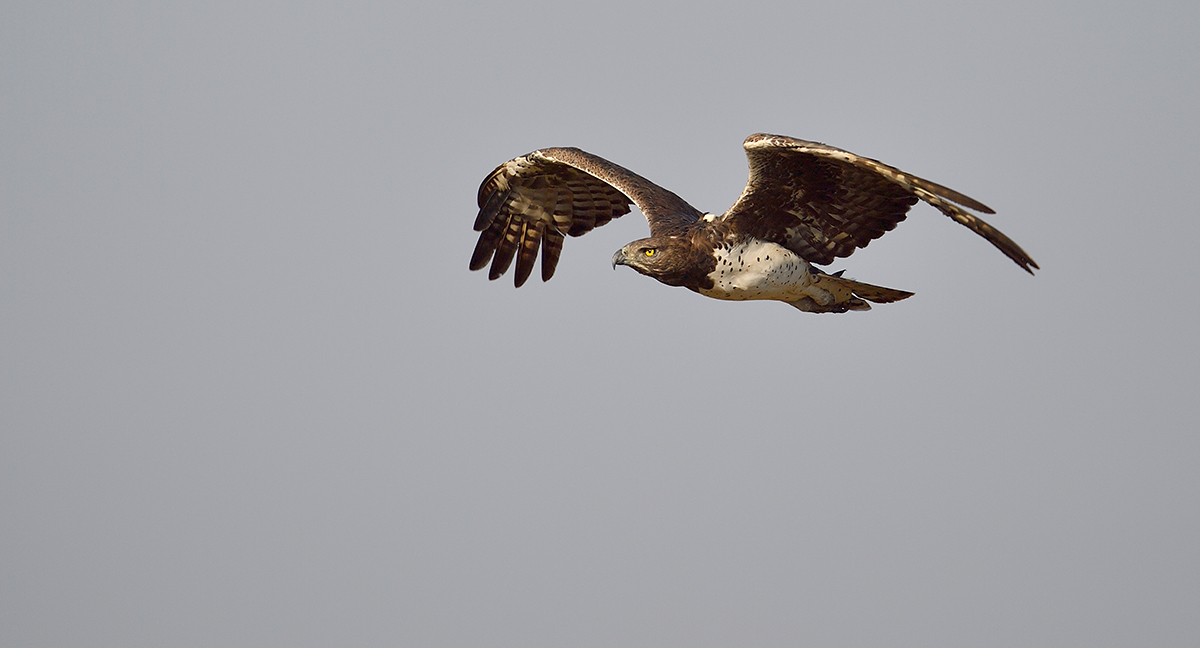 _5RG2155_20180730_080339_5138Masai Mara 2018-2_6412Masai Mara 2018.jpg