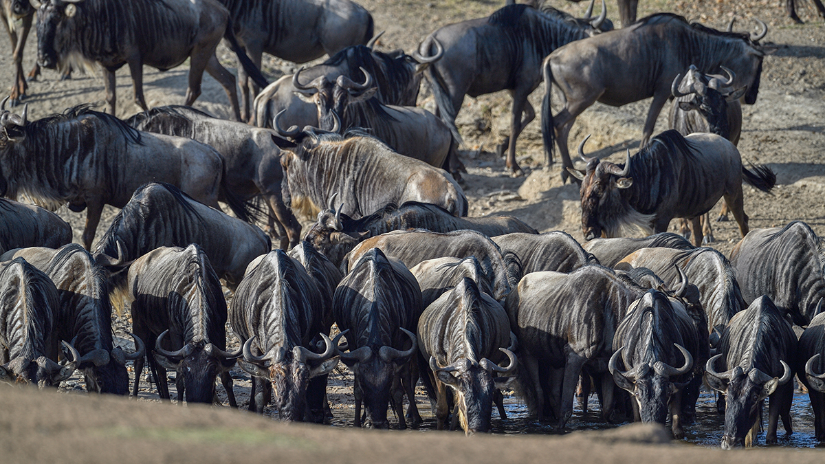 _5RG2167_20180725_084053_1017Masai Mara 2018-1200.jpg
