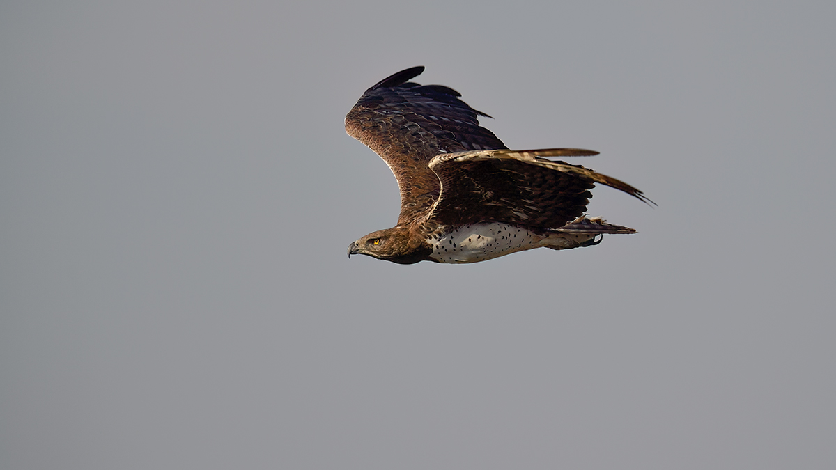_5RG2173_20180730_080341_5146Masai Mara 2018_6420Masai Mara 2018.jpg