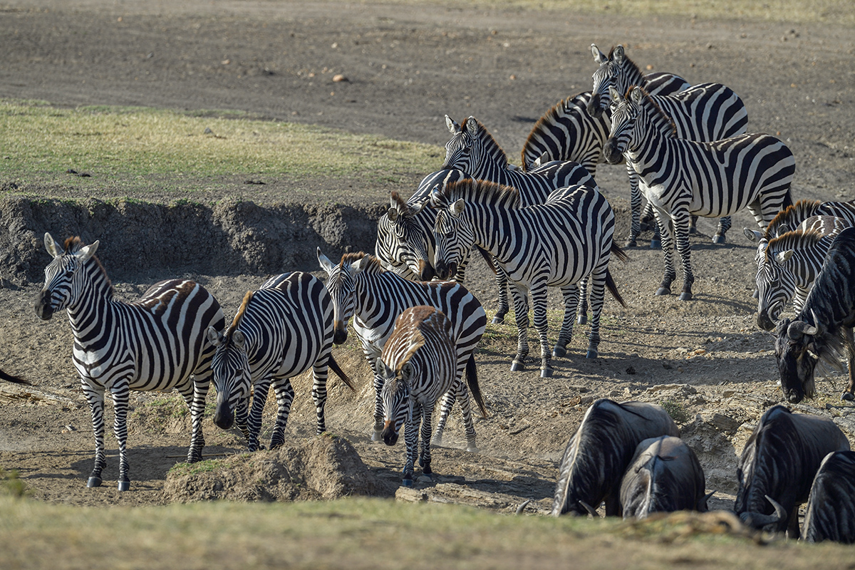 _5RG2189_20180725_084318_1018Masai Mara 2018.jpg