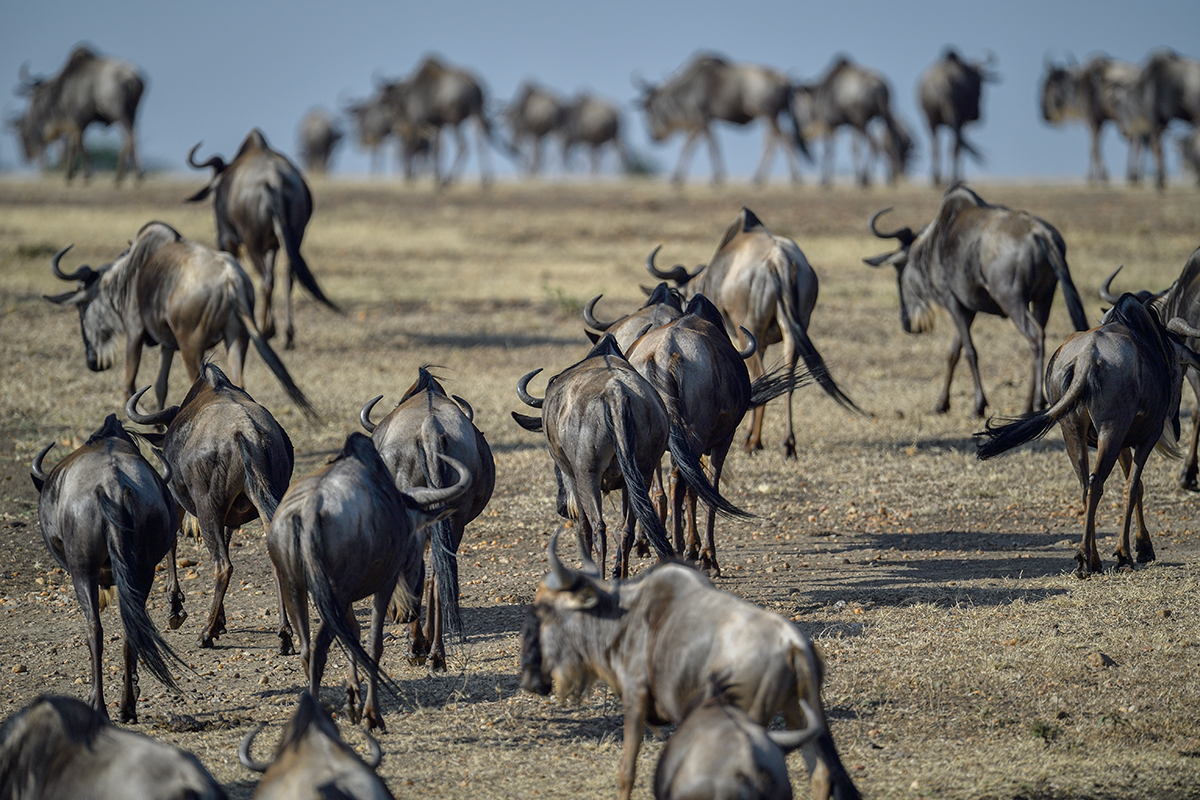 _5RG2207_20180725_084626_1019Masai Mara 2018.jpg