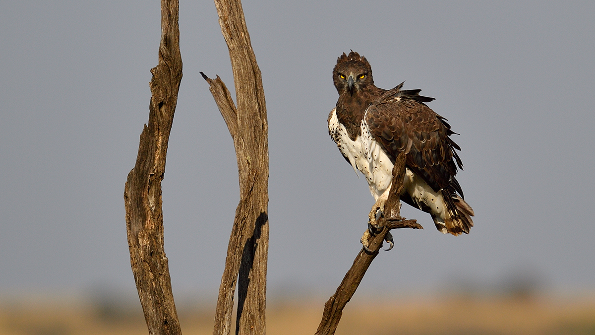 _5RG2209_20180730_080655_5148Masai Mara 2018_6422Masai Mara 2018.jpg
