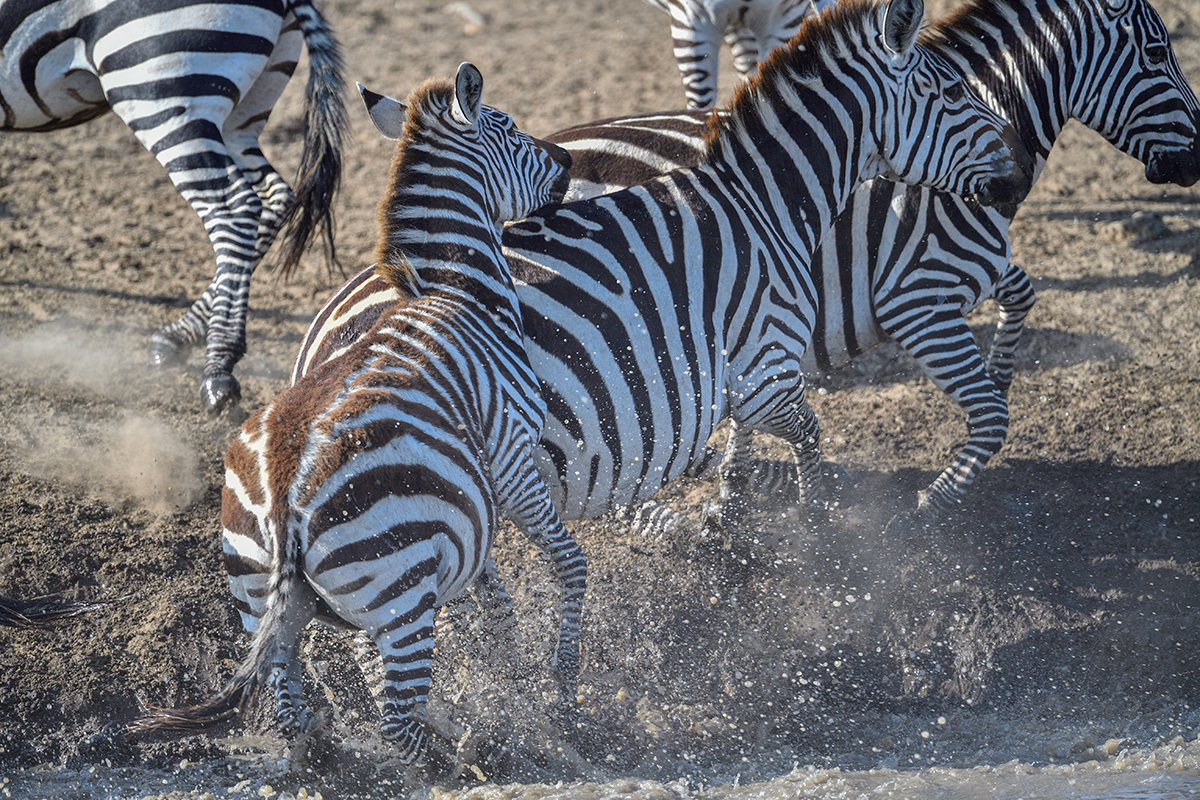 _5RG2220_20180725_084652_1020Masai Mara 2018-1200.jpg