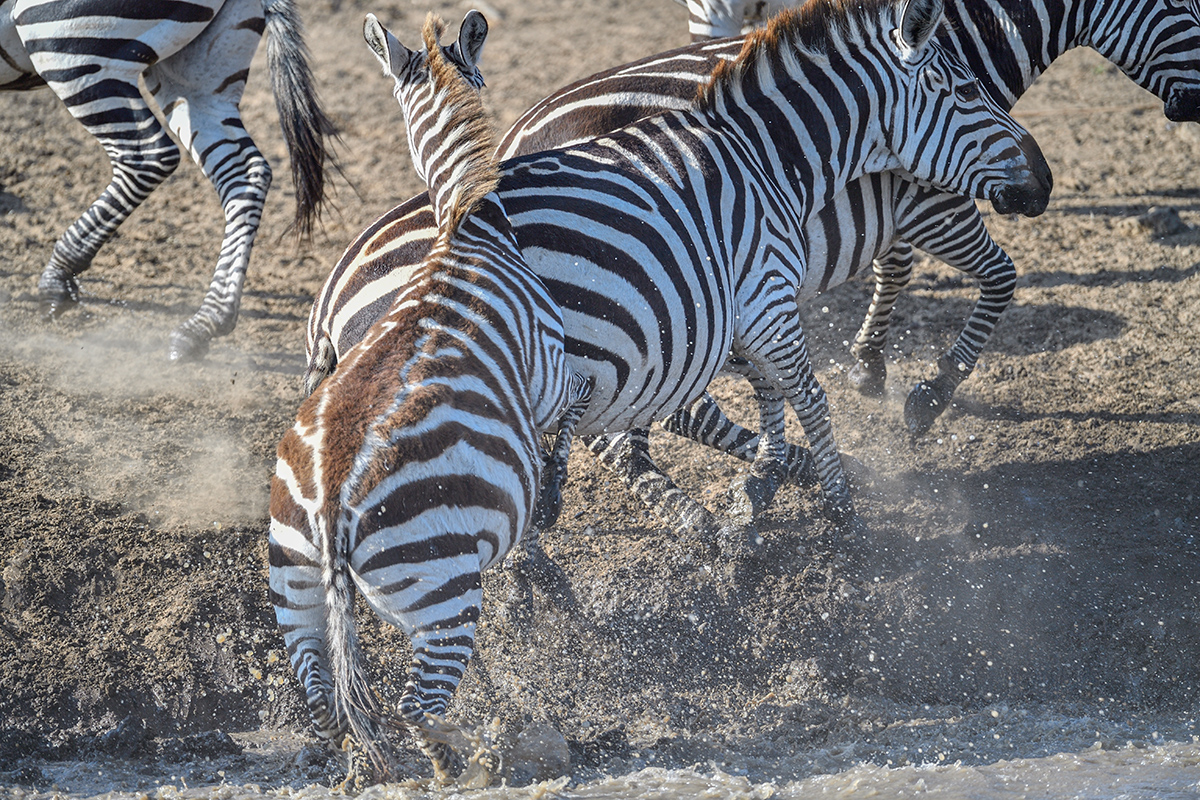_5RG2221_20180725_084653_1021Masai Mara 2018-1200.jpg