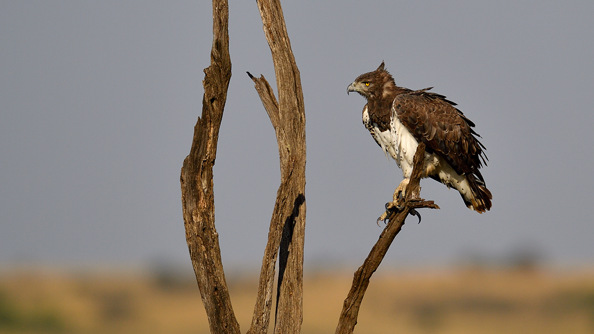 _5RG2239_20180730_080720_5149Masai Mara 2018_6423Masai Mara 2018.jpg