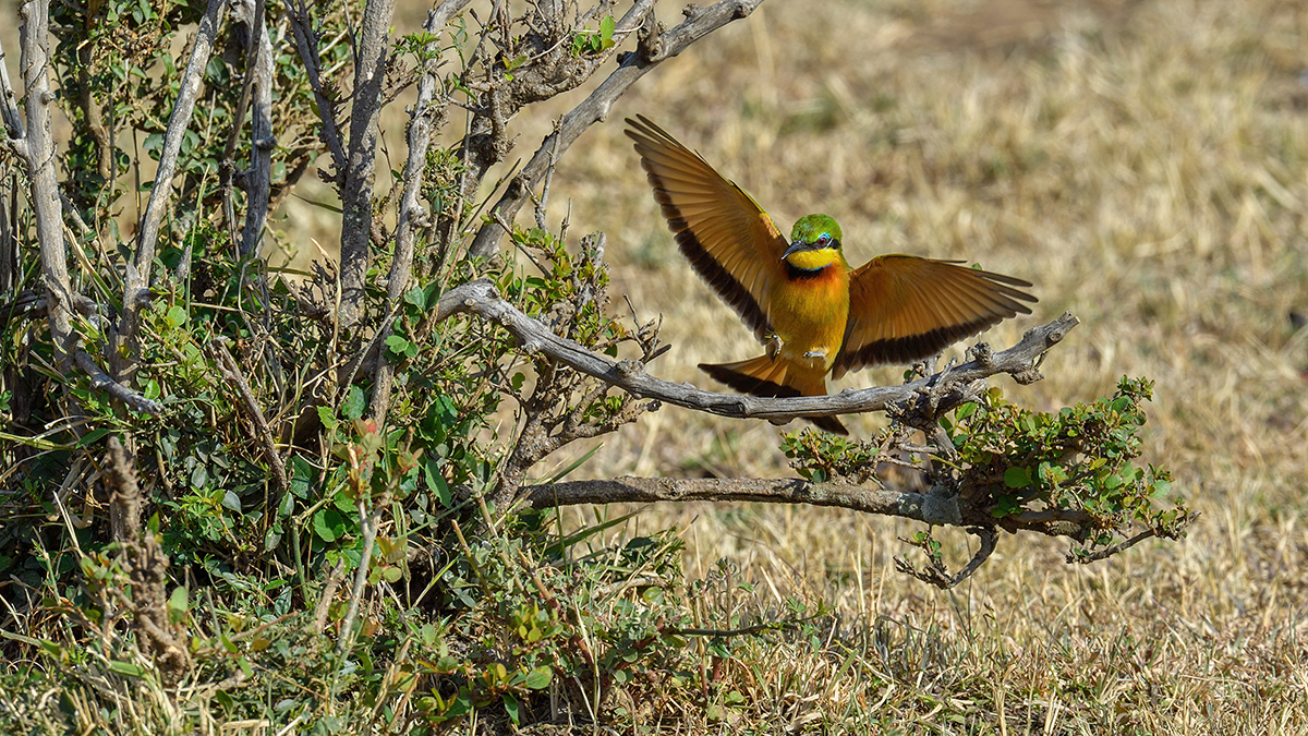 _5RG2275_20180725_085544_1024Masai Mara 2018-1200.jpg