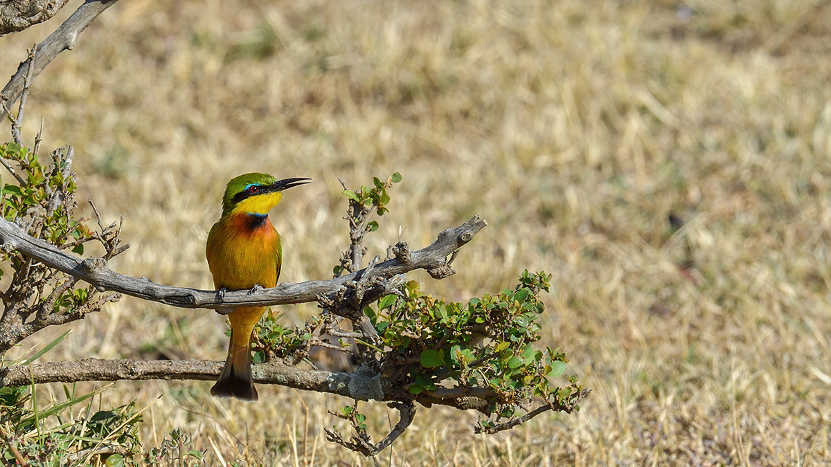 _5RG2286_20180725_085554_1025Masai Mara 2018-1200.jpg