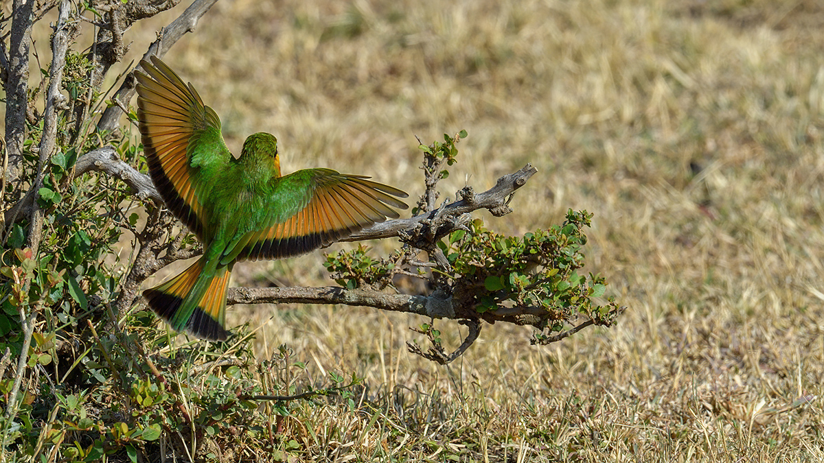 _5RG2311_20180725_085629_1026Masai Mara 2018-1200.jpg