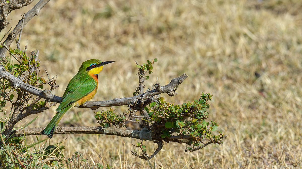 _5RG2322_20180725_085632_1028Masai Mara 2018-1200.jpg