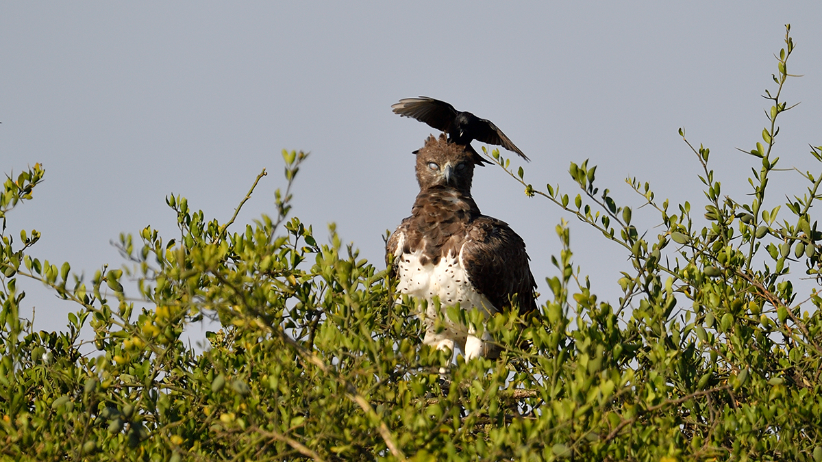 _5RG2335_20180730_084605_5155Masai Mara 2018_6429Masai Mara 2018.jpg