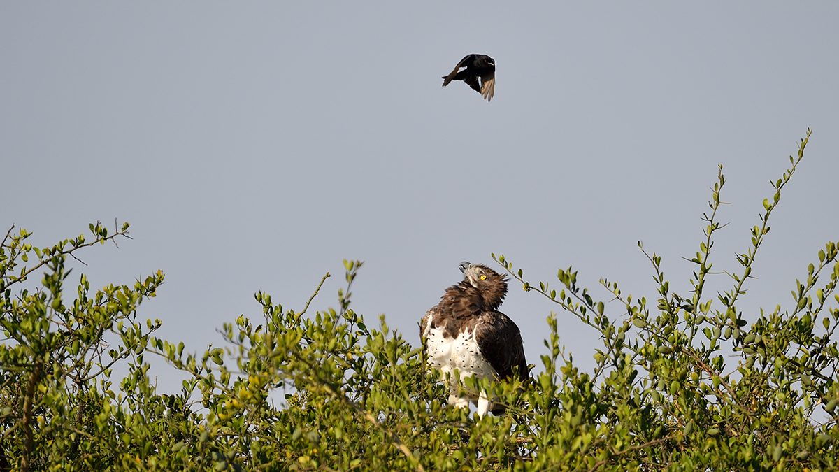 _5RG2345_20180730_084607_5157Masai Mara 2018_6431Masai Mara 2018.jpg