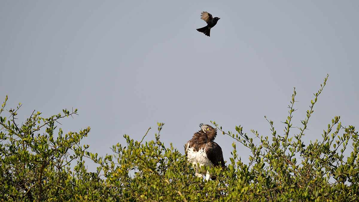 _5RG2346_20180730_084607_5158Masai Mara 2018_6432Masai Mara 2018.jpg