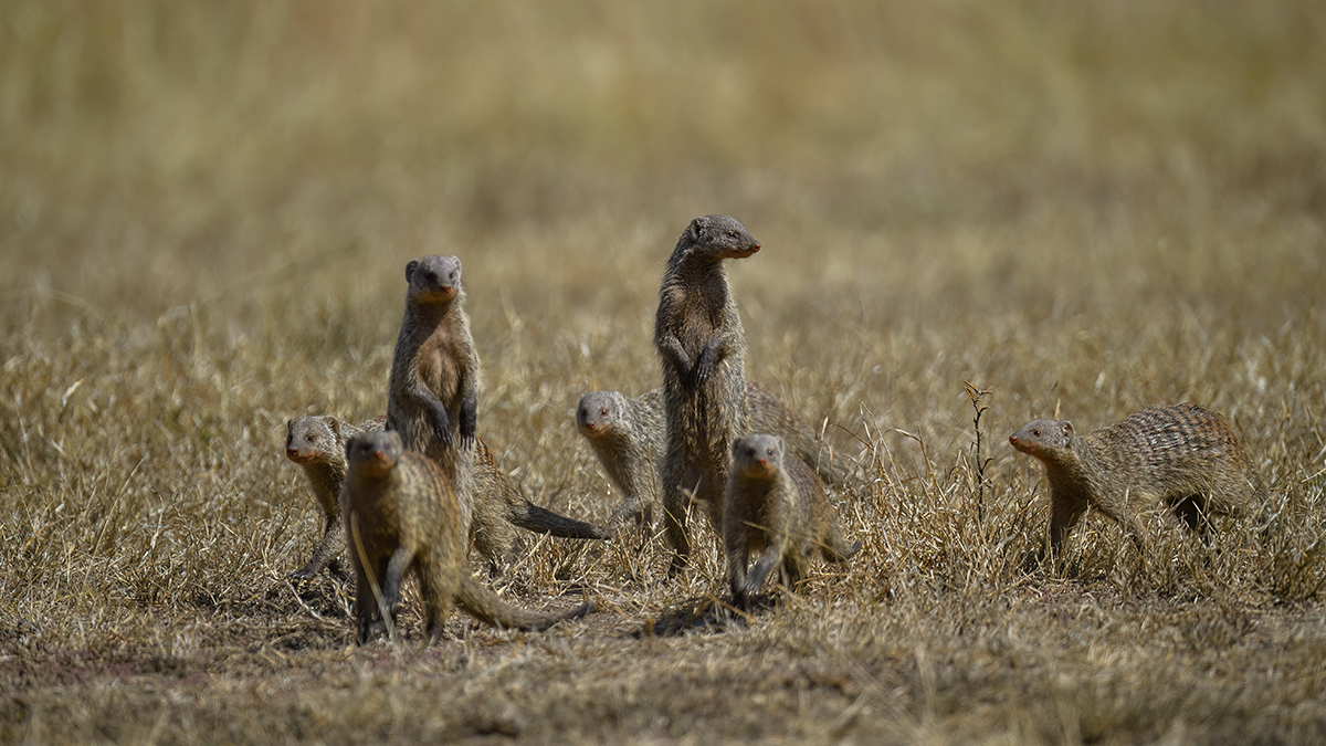 _5RG2347_20180719_105413_755Masai Mara 2018-1200.jpg