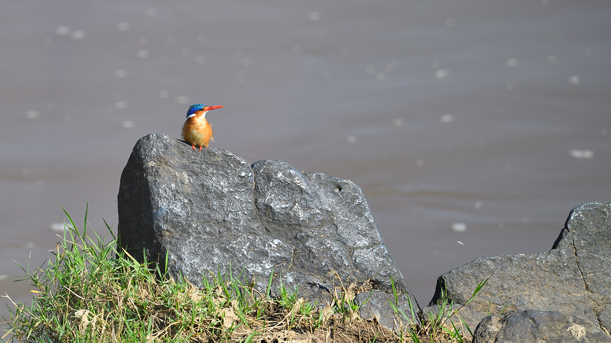 _5RG2390_20180730_092751_5161Masai Mara 2018_6435Masai Mara 2018.jpg
