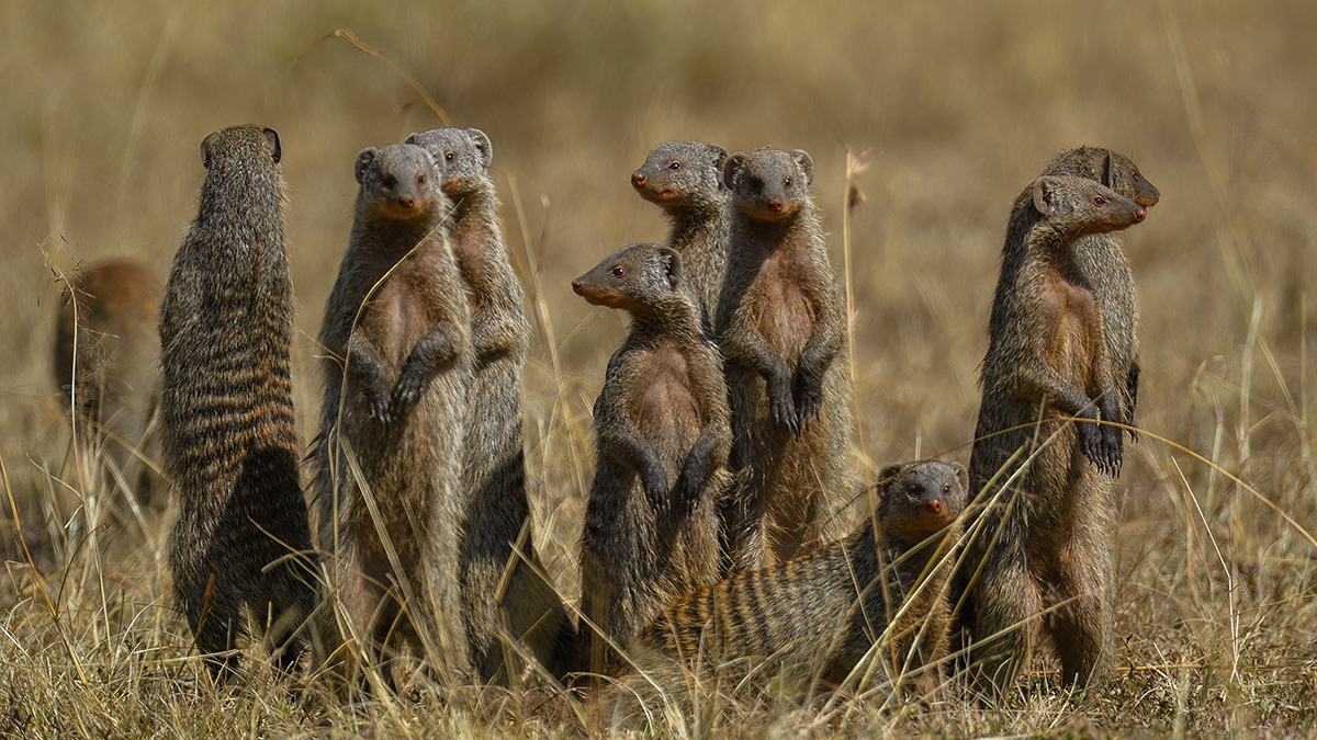 _5RG2398_20180719_105430_757Masai Mara 2018-1200.jpg