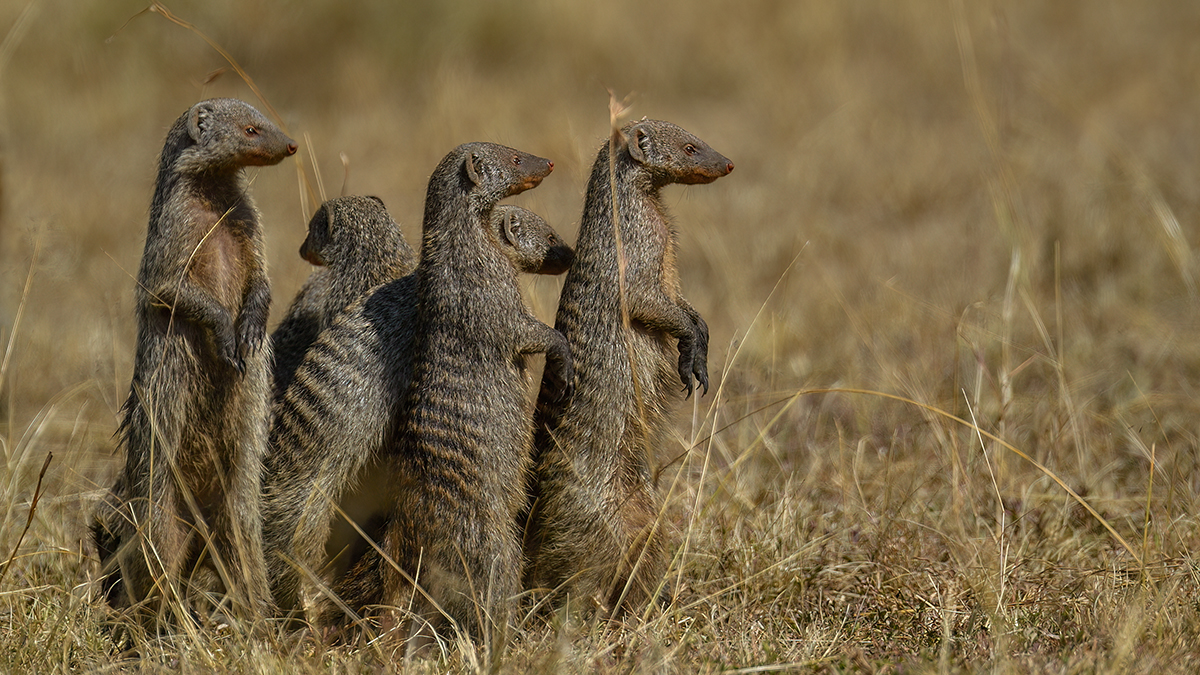 _5RG2409_20180719_105431_758Masai Mara 2018-1200.jpg
