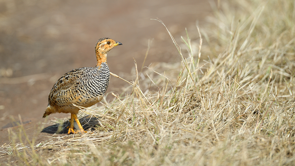 _5RG2409_20180730_095339_5162Masai Mara 2018_6436Masai Mara 2018.jpg