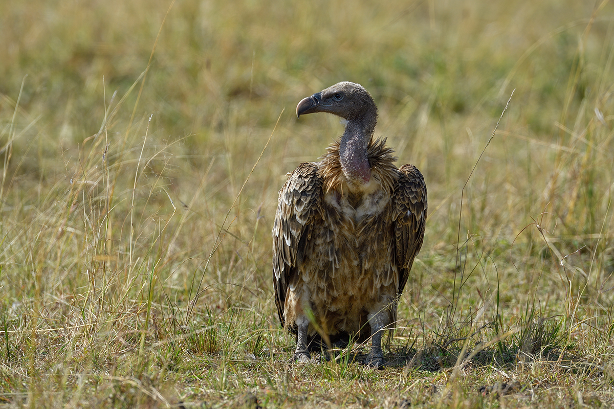 _5RG2573_20180730_100101_5260Masai Mara 2018_6534Masai Mara 2018.jpg