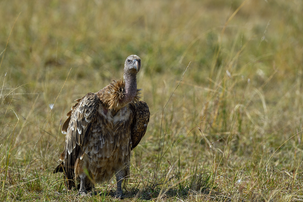 _5RG2591_20180730_100120_5262Masai Mara 2018_6536Masai Mara 2018.jpg