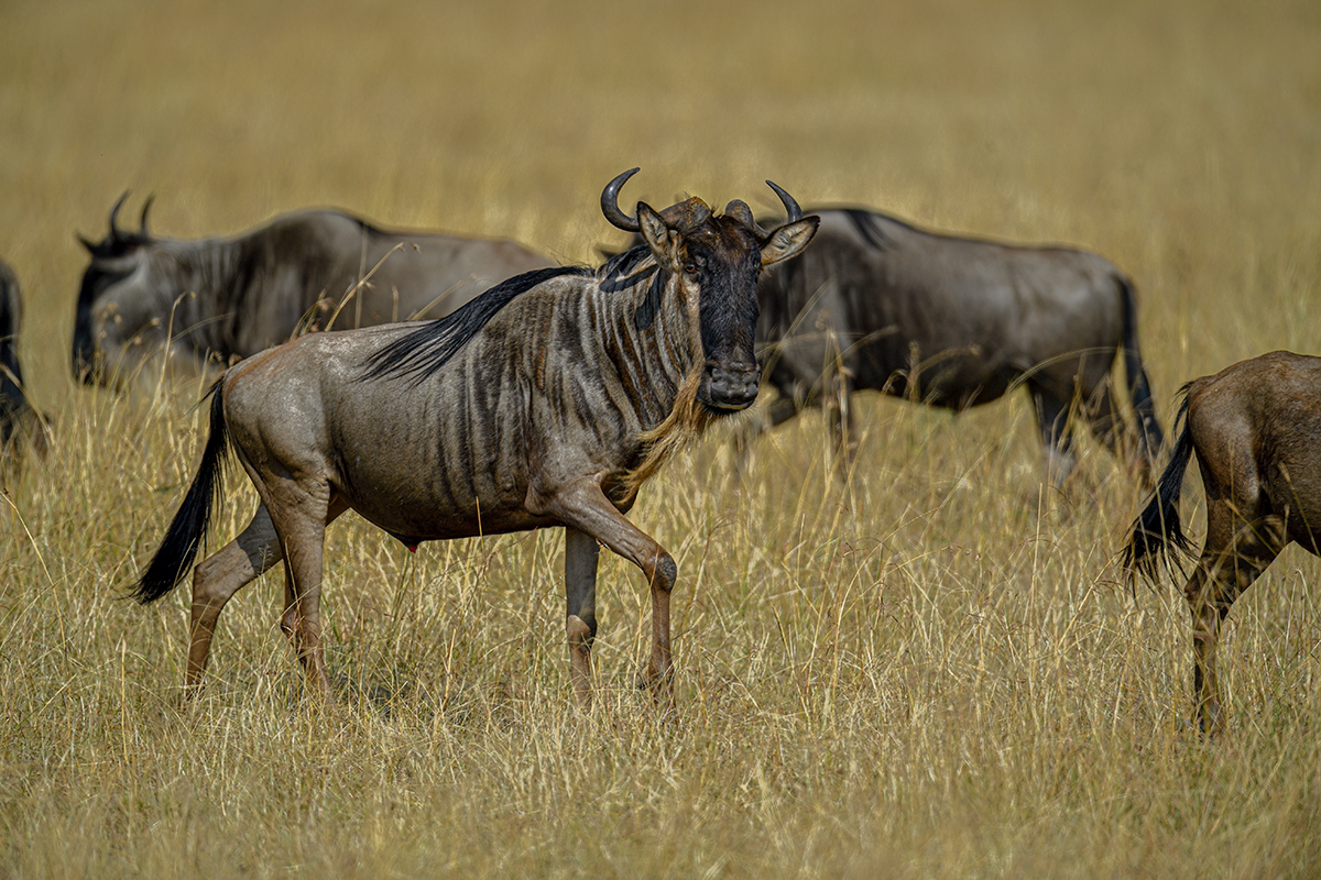 _5RG2628_20180730_101302_5265Masai Mara 2018_6539Masai Mara 2018.jpg
