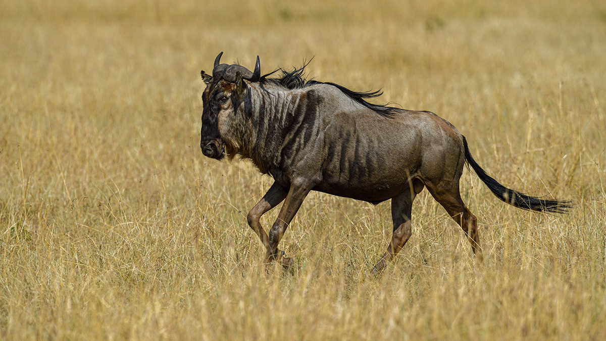 _5RG2663_20180730_101536_5269Masai Mara 2018_6543Masai Mara 2018.jpg