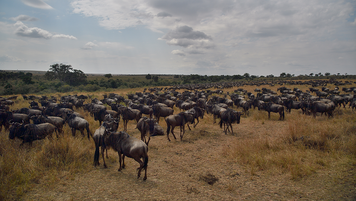 _5RG2691_20180730_104550_5275Masai Mara 2018_6549Masai Mara 2018.jpg