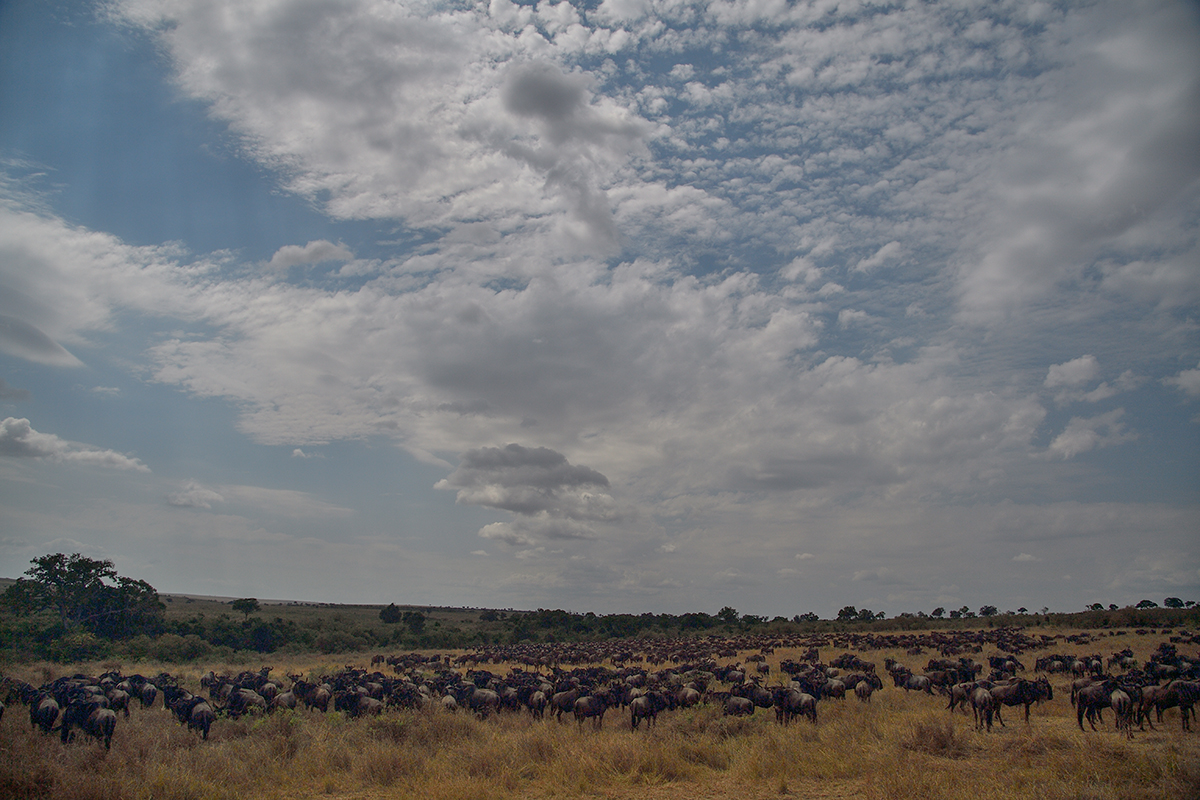 _5RG2710_20180730_104630_5279Masai Mara 2018_6553Masai Mara 2018.jpg