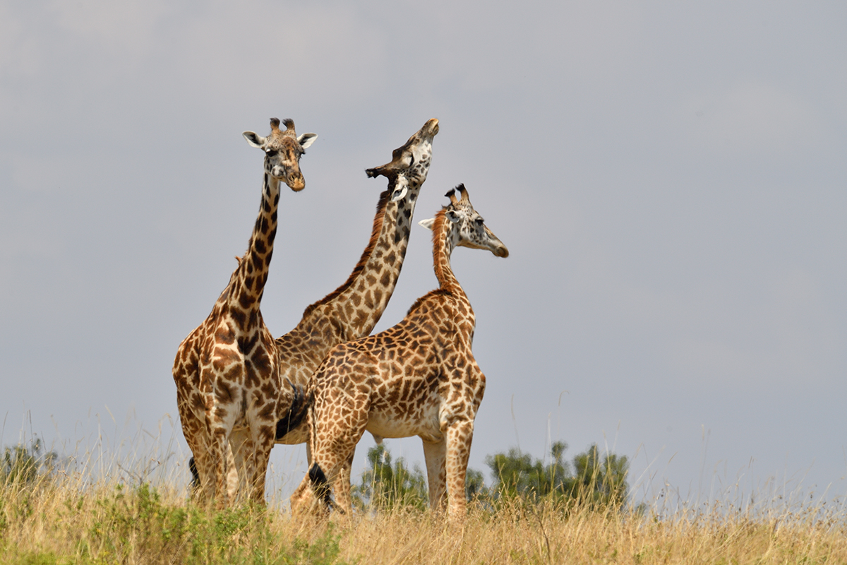 _5RG2732_20180730_125528_5282Masai Mara 2018_6556Masai Mara 2018.jpg