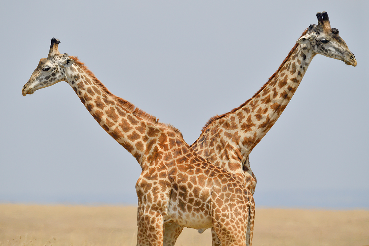 _5RG2750_20180730_130141_5284Masai Mara 2018_6558Masai Mara 2018.jpg