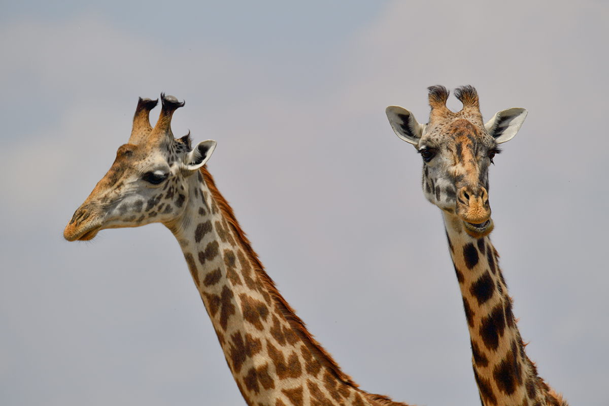 _5RG2755_20180730_130207_5286Masai Mara 2018_6560Masai Mara 2018.jpg