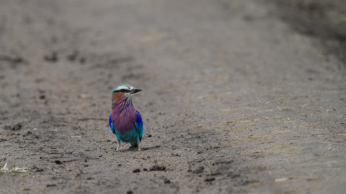 _5RG2772_20180730_141958_5289Masai Mara 2018_6563Masai Mara 2018.jpg