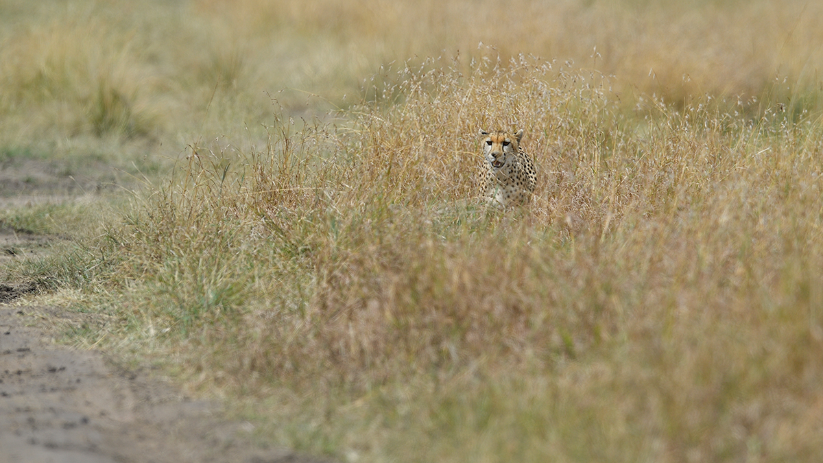 _5RG2779_20180730_142543_5290Masai Mara 2018_6564Masai Mara 2018.jpg