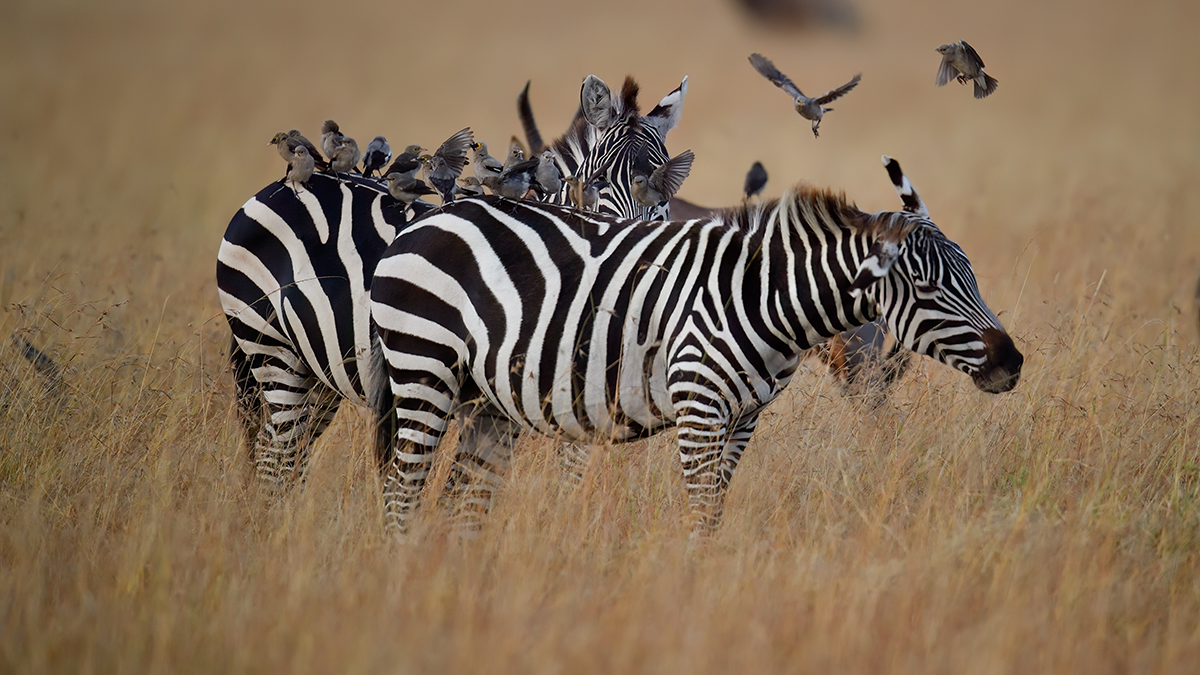 _5RG2820_20180720_065250.jpg