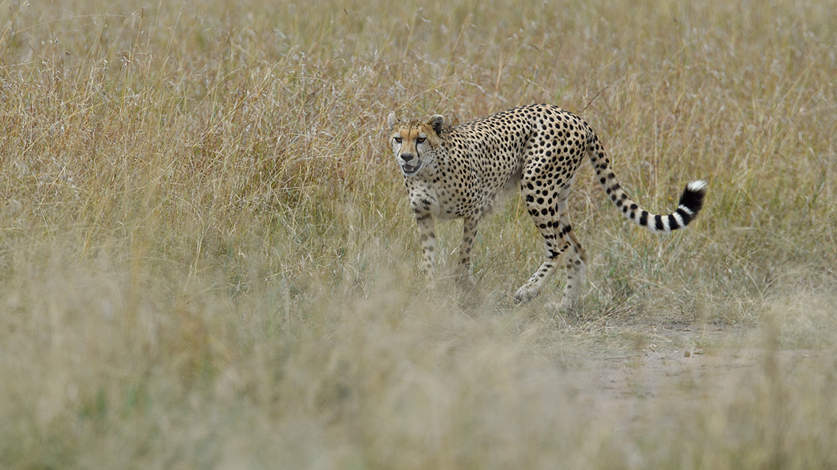 _5RG2830_20180730_142612_5292Masai Mara 2018_6566Masai Mara 2018.jpg