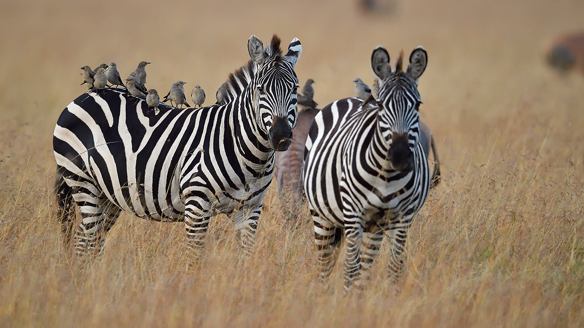 _5RG2852_20180720_065310_235Masai Mara 2018.jpg