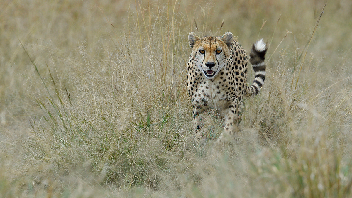 _5RG2860_20180730_142643_5295Masai Mara 2018_6569Masai Mara 2018.jpg