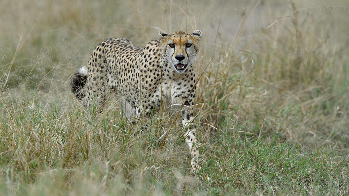 _5RG2894_20180730_142654_5297Masai Mara 2018_6571Masai Mara 2018.jpg