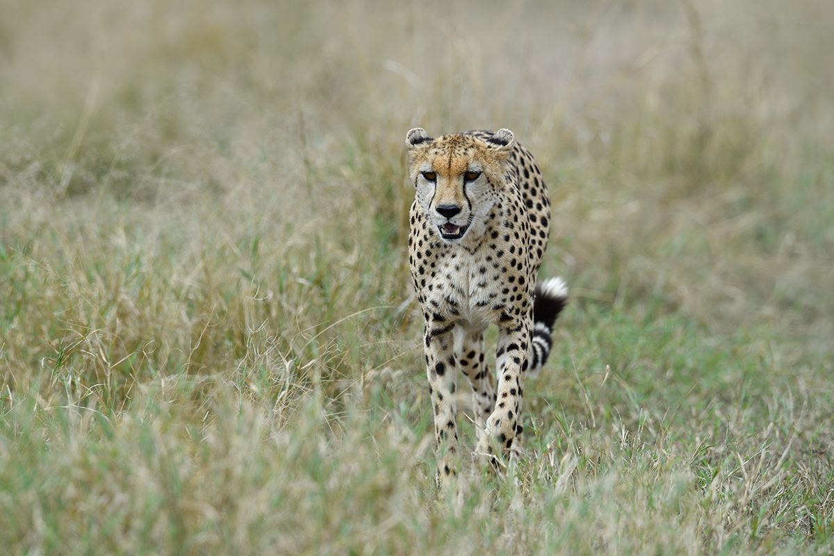_5RG2916_20180730_142658_5301Masai Mara 2018_6575Masai Mara 2018.jpg