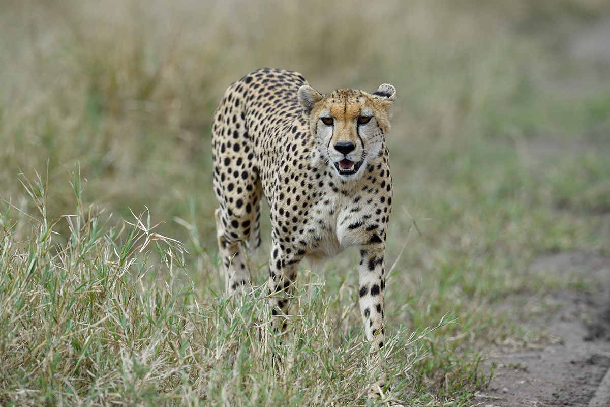 _5RG2932_20180730_142701_5304Masai Mara 2018_6578Masai Mara 2018.jpg