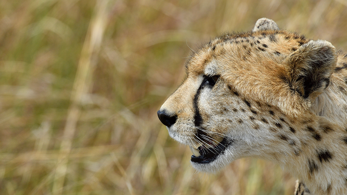 _5RG3167_20180730_143429_5322Masai Mara 2018_6596Masai Mara 2018.jpg