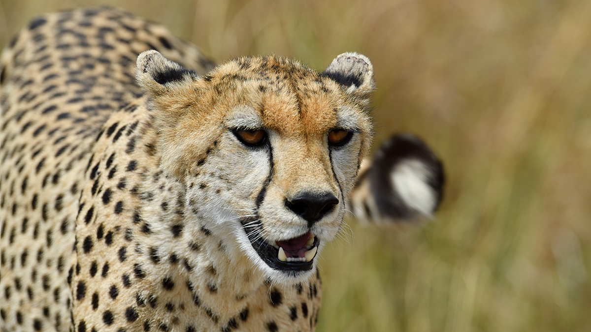 _5RG3185_20180730_143431_5325Masai Mara 2018_6599Masai Mara 2018.jpg