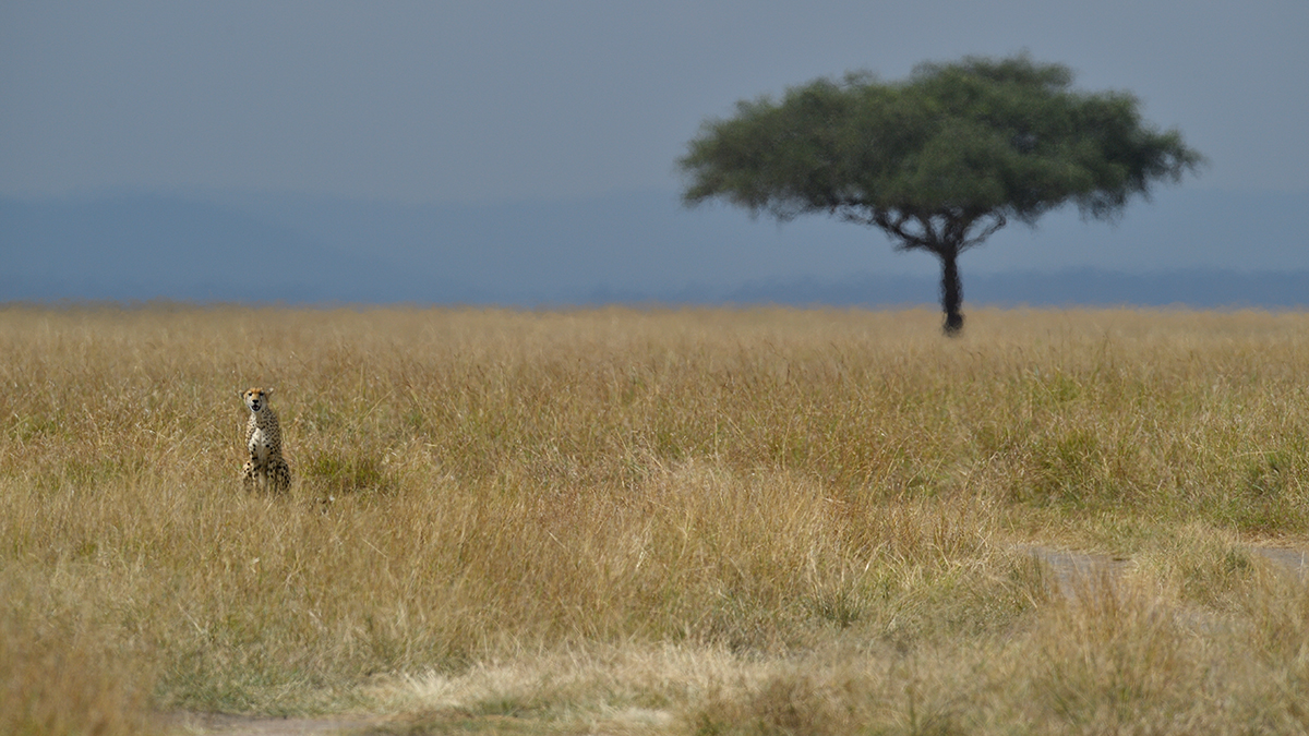 _5RG3286_20180730_144306_5328Masai Mara 2018_6602Masai Mara 2018.jpg