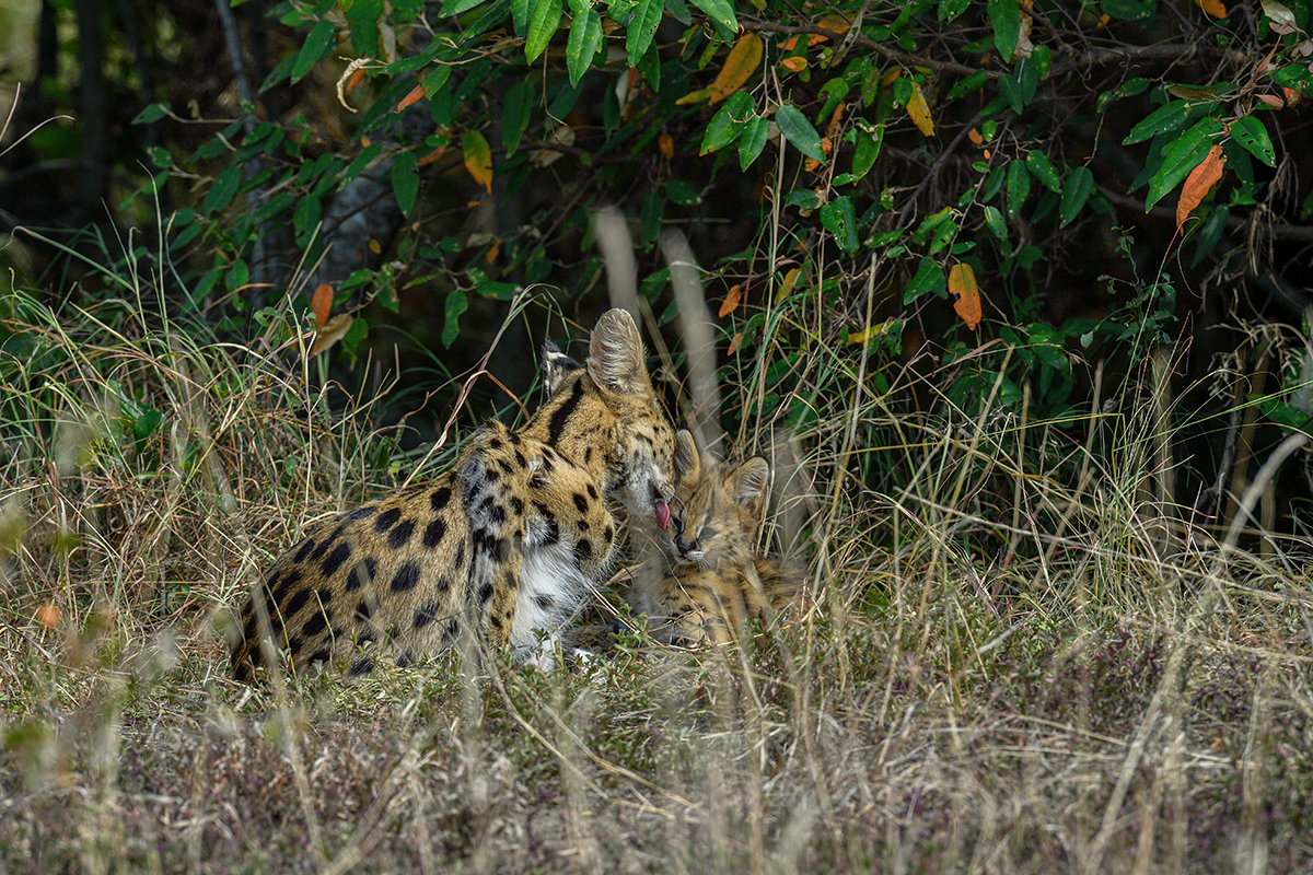 _5RG3340_20180725_095530_1045Masai Mara 2018-1200.jpg