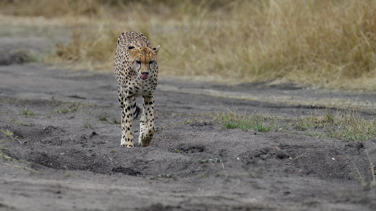 _5RG3341_20180730_144459_5329Masai Mara 2018_6603Masai Mara 2018.jpg