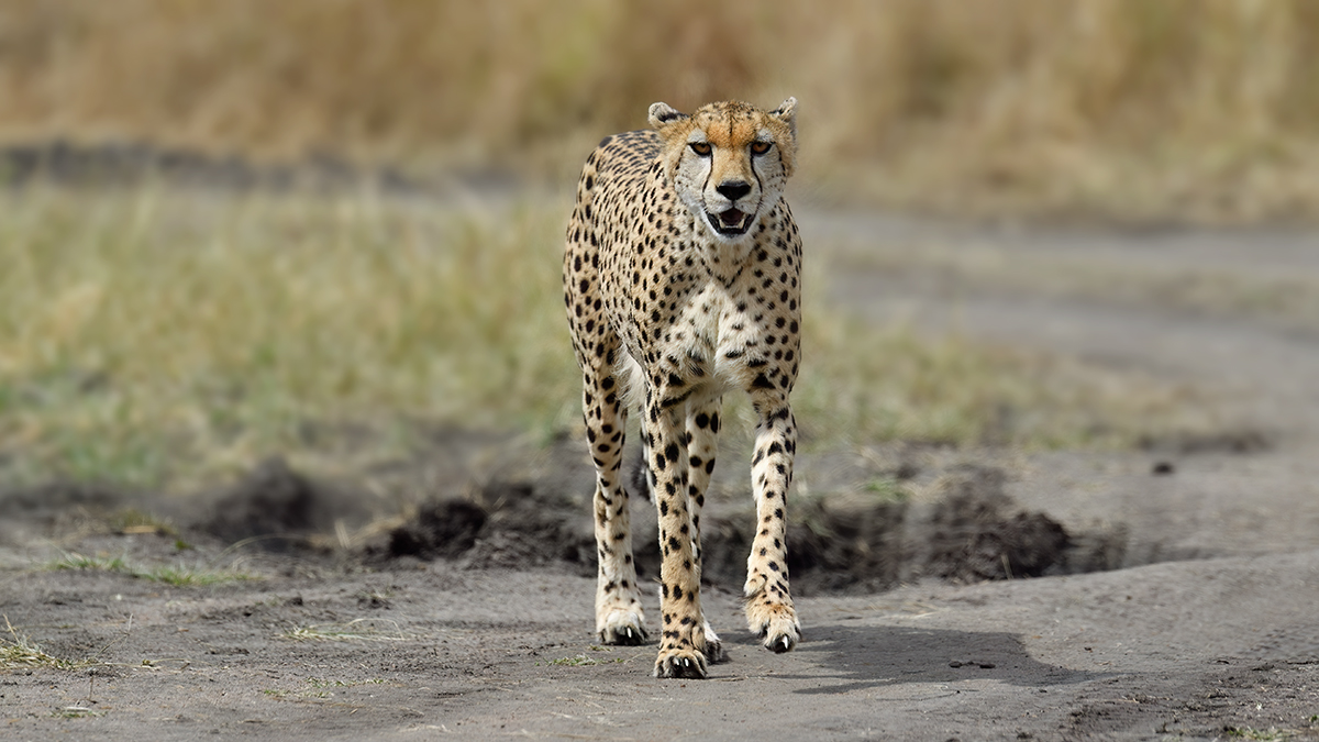 _5RG3390_20180730_144529_5333Masai Mara 2018_6607Masai Mara 2018.jpg